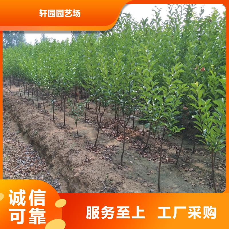 【李子苹果苗出厂价】