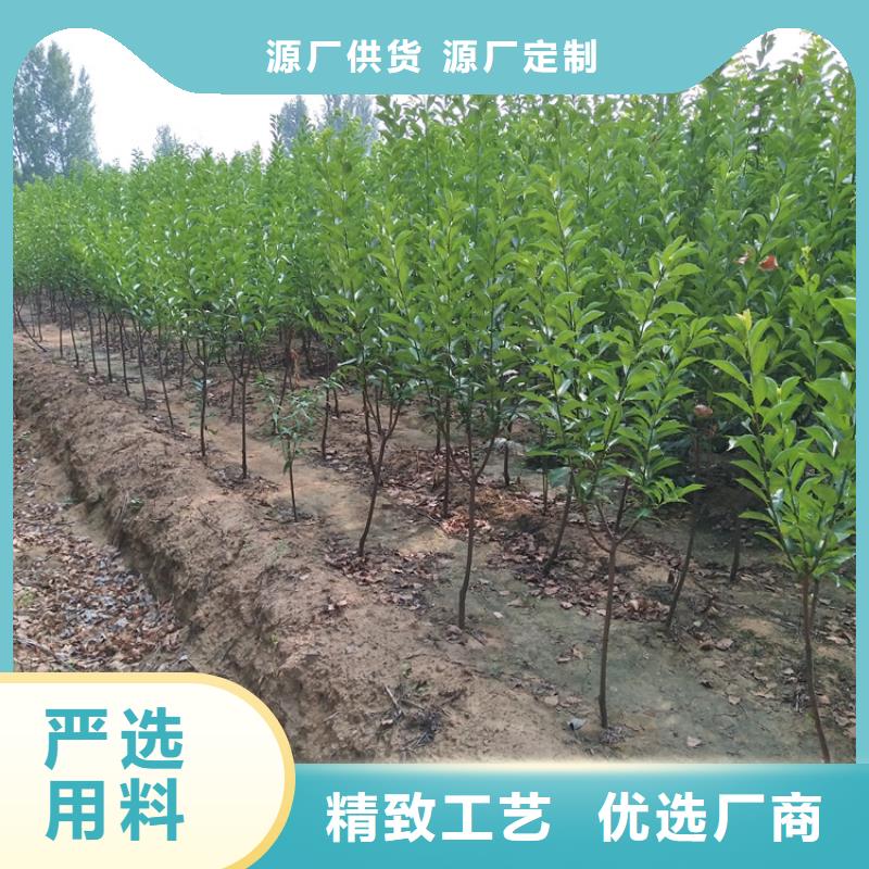 【李子梨树苗满足客户所需】
