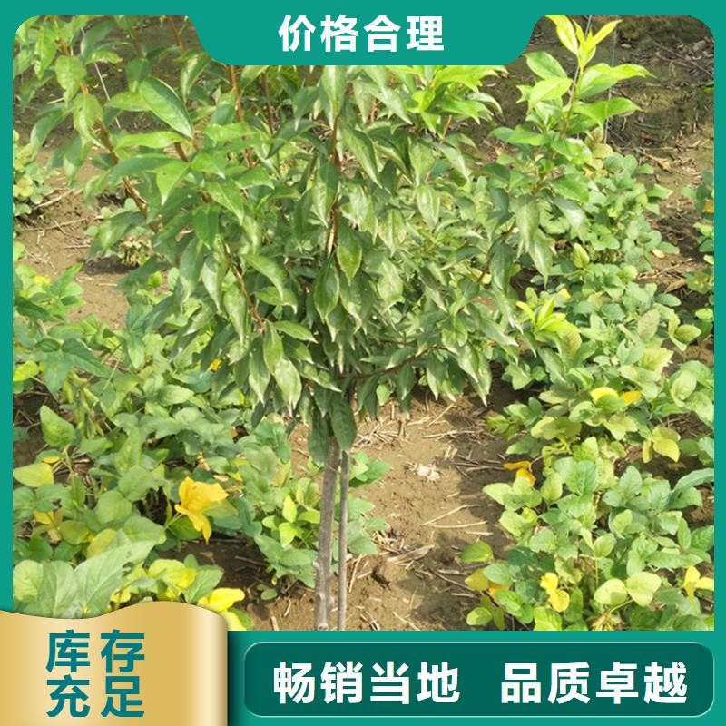 李子石榴树苗厂家售后完善