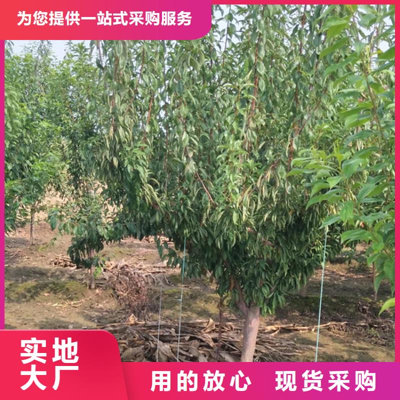 李子【苹果苗】贴心服务