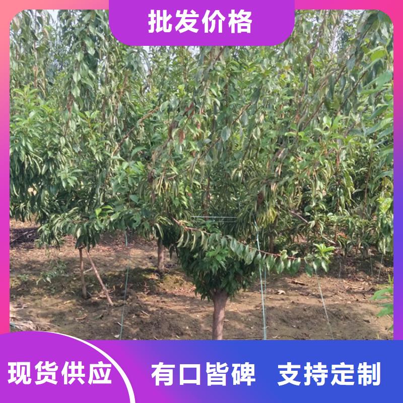 李子苹果苗质量检测