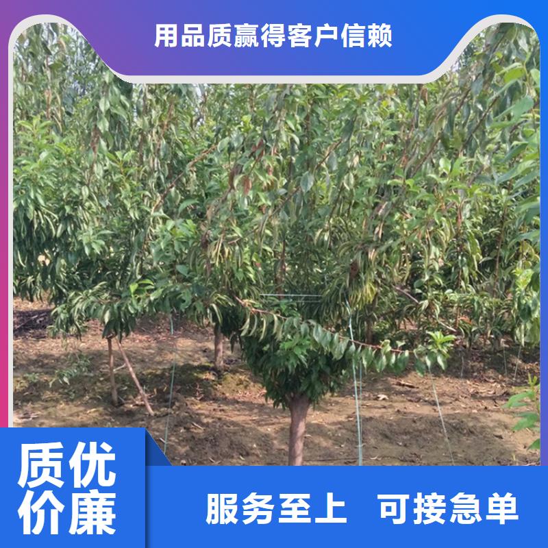 李子樱桃苗拥有多家成功案例