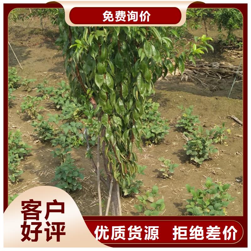 【李子苹果苗出厂价】