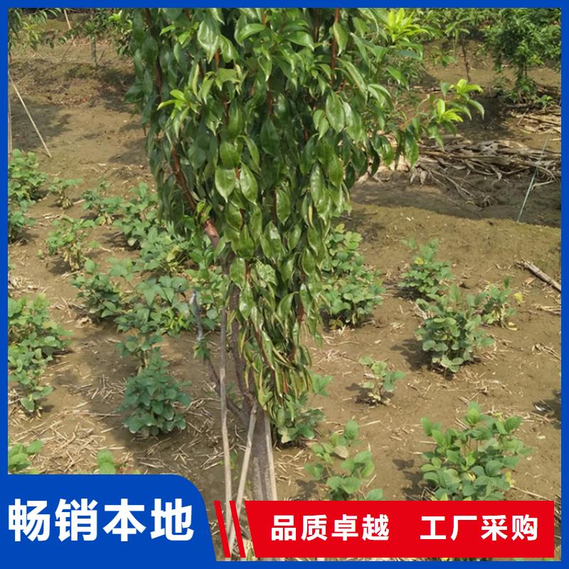 李子草莓苗优质材料厂家直销