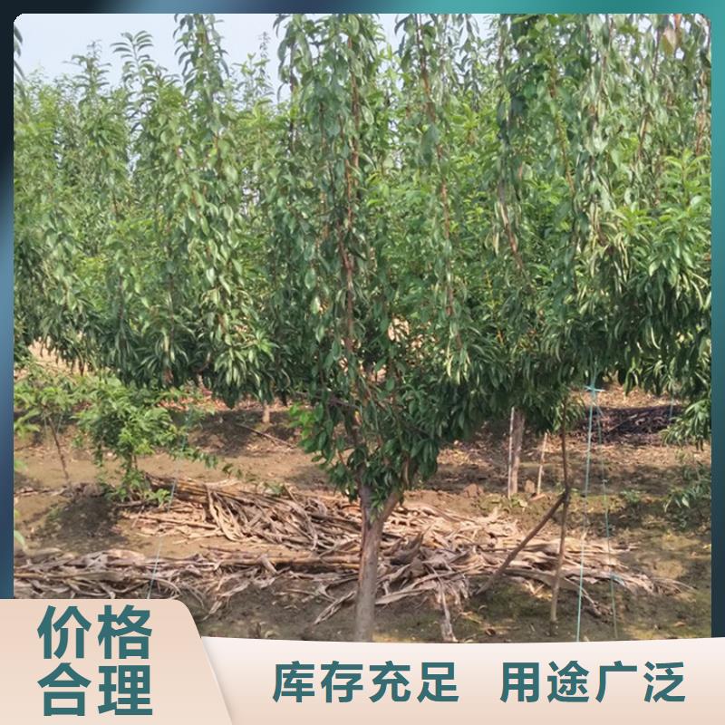 李子【石榴树】品质优选