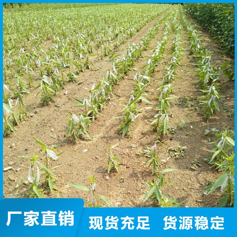 李子3公分软籽石榴苗好货直供