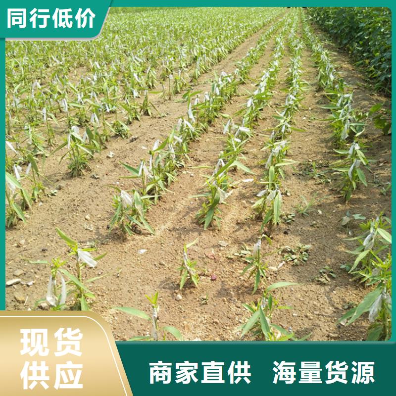 李子【苹果苗】贴心服务