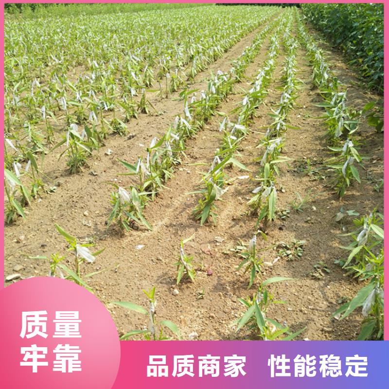 李子板栗苗为您精心挑选