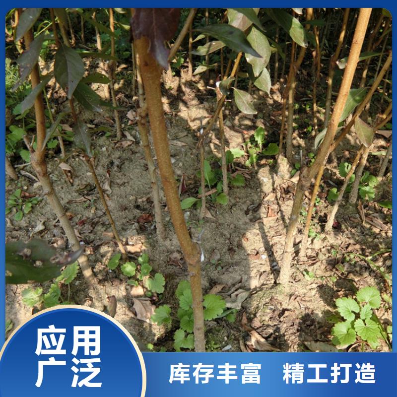 李子草莓苗生产加工