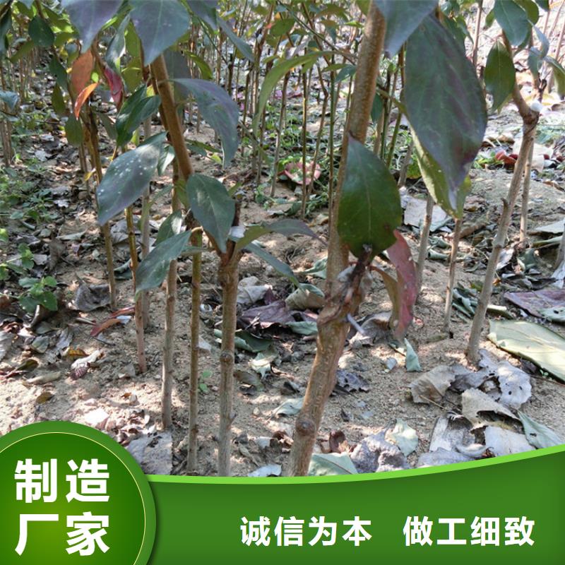 【李子】桃树苗定制零售批发