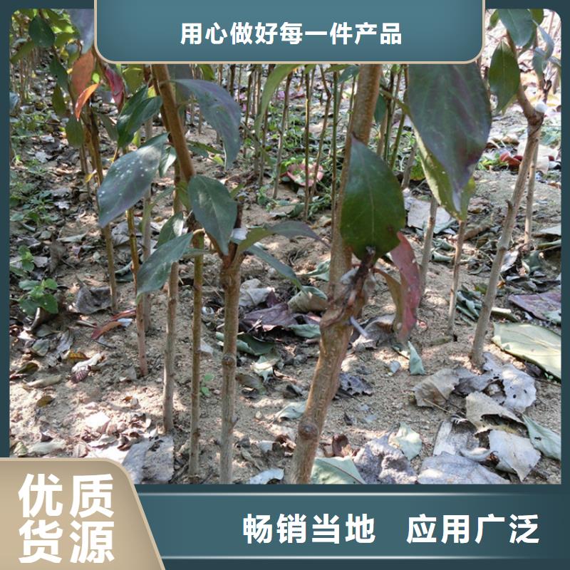 【李子】桃树苗定制零售批发