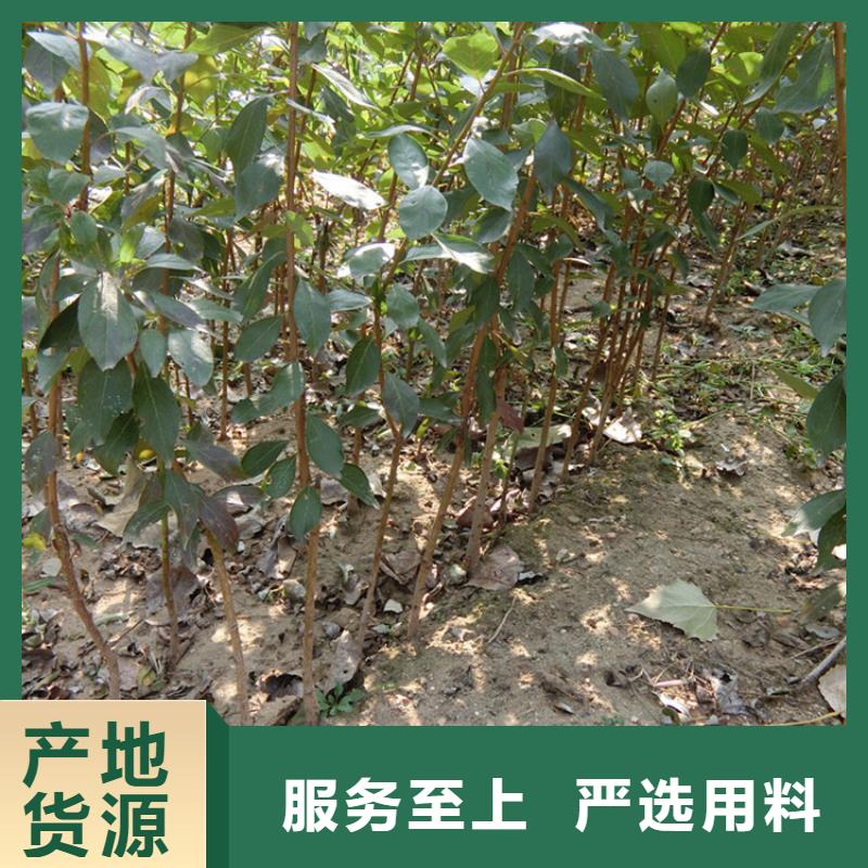 【李子奶油草莓工艺精细质保长久】