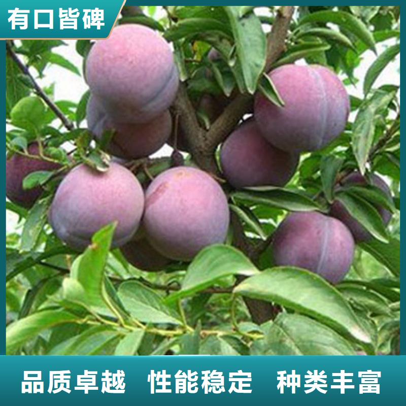 李子草莓苗生产加工