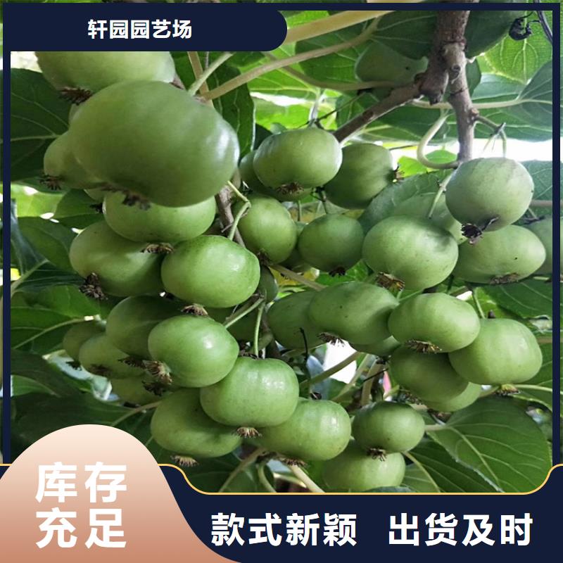 猕猴桃北美冬青厂家规格全