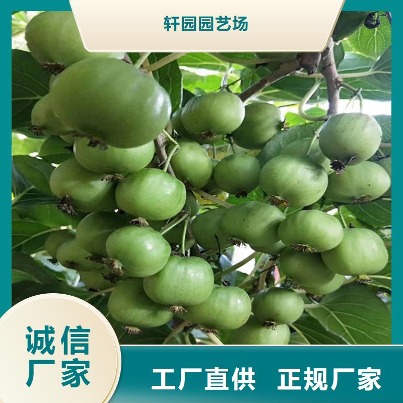 【猕猴桃】杏树苗订制批发