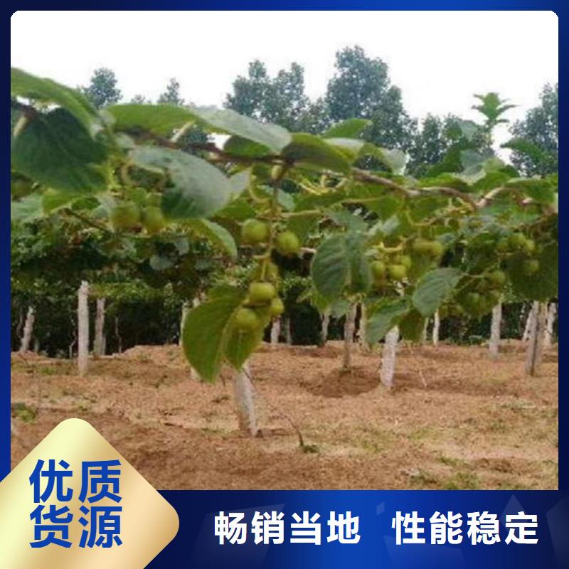 猕猴桃【梨树苗】服务始终如一