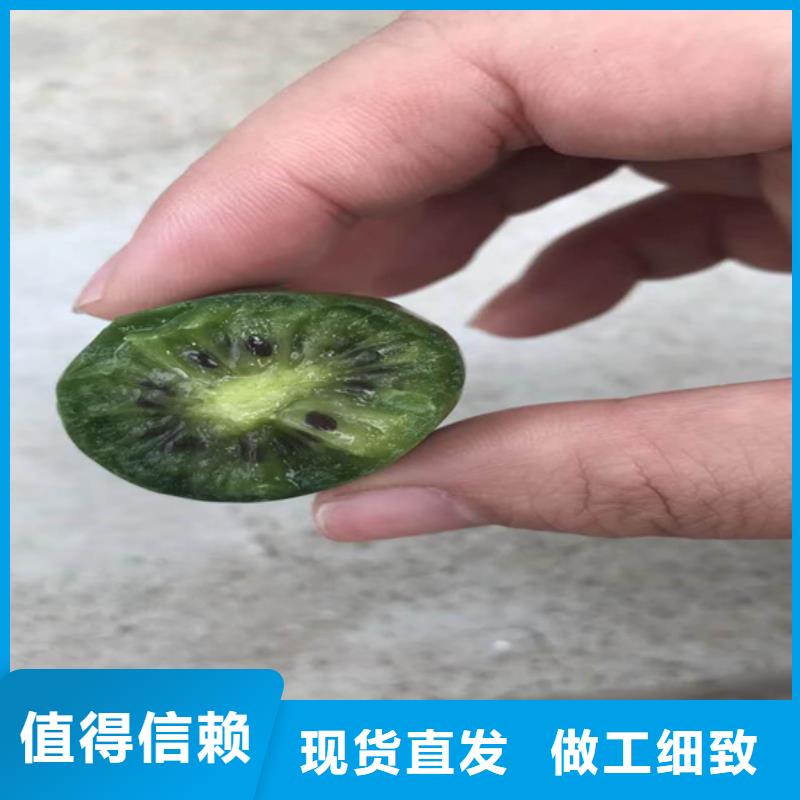猕猴桃3公分石榴苗源厂直接供货