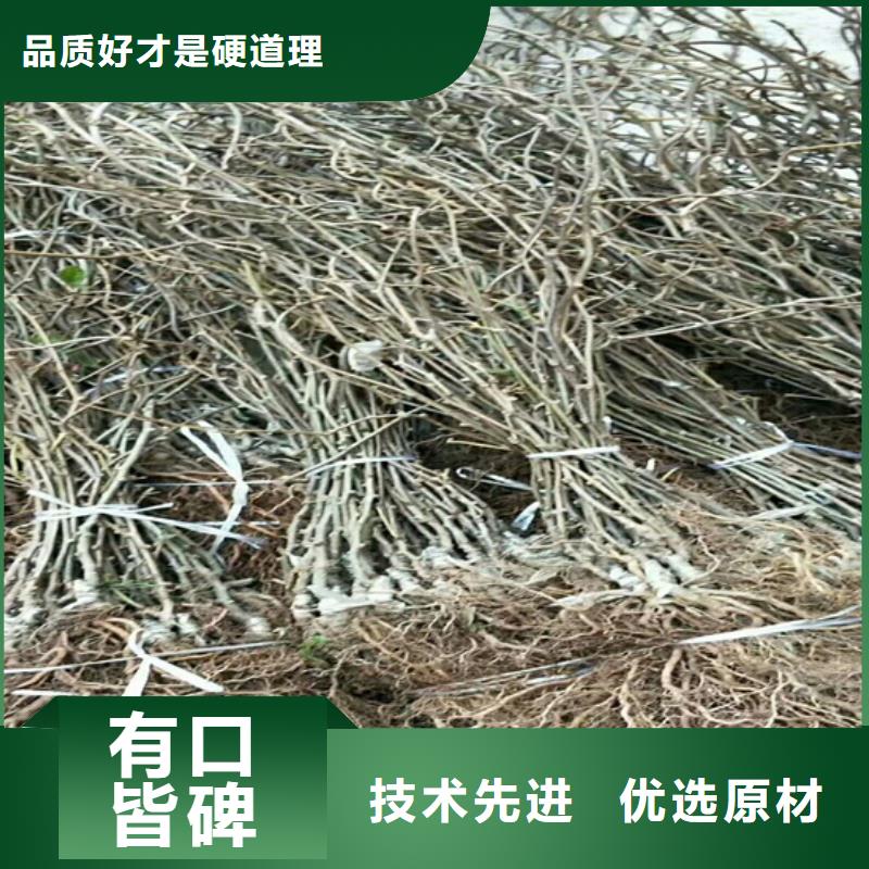 猕猴桃樱桃苗好货直销