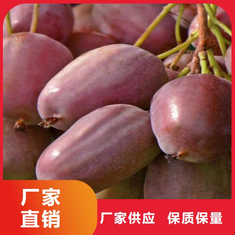 猕猴桃_板栗苗货品齐全