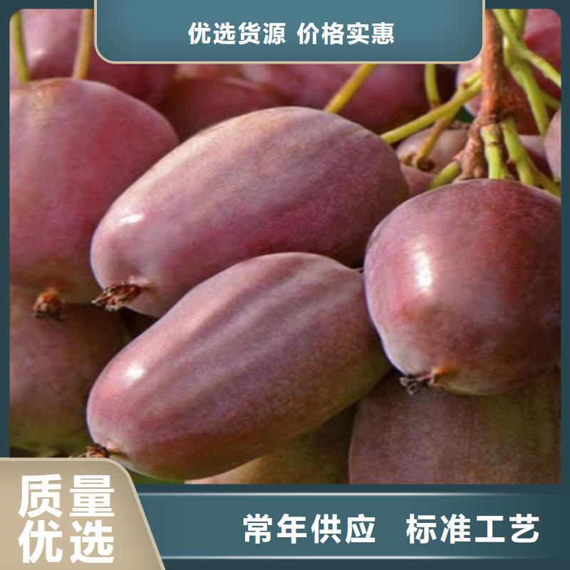 【猕猴桃】杏树苗厂家经验丰富