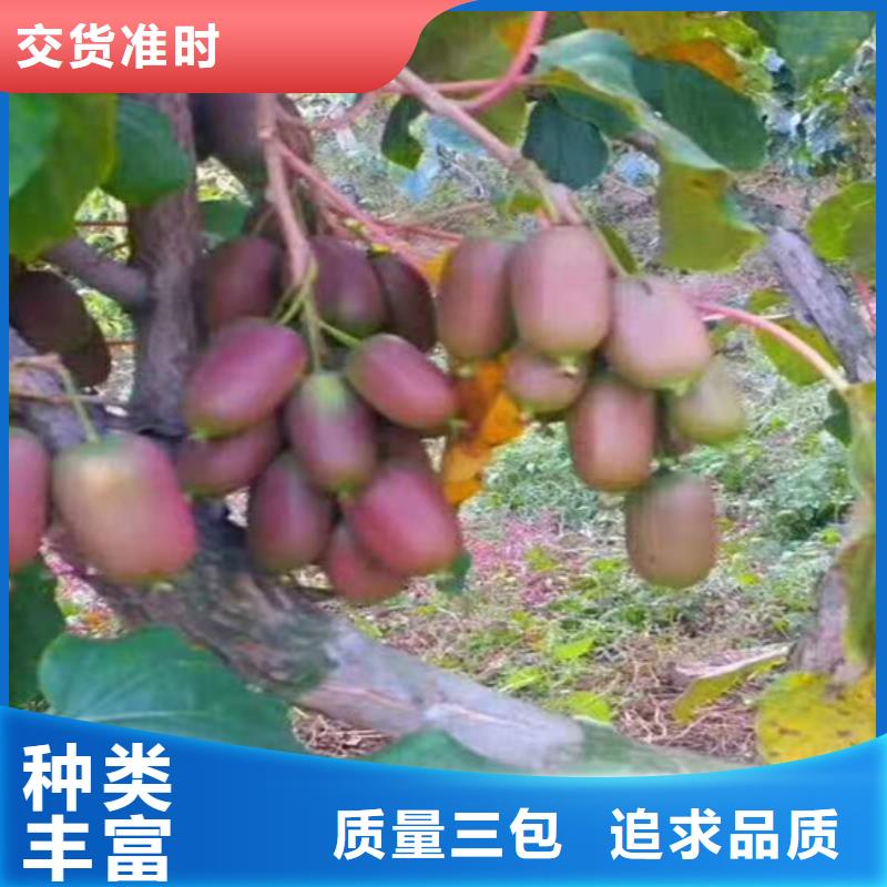 猕猴桃【北美冬青】安心购