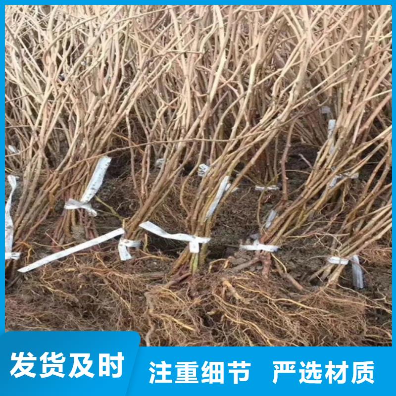 猕猴桃_板栗苗货品齐全