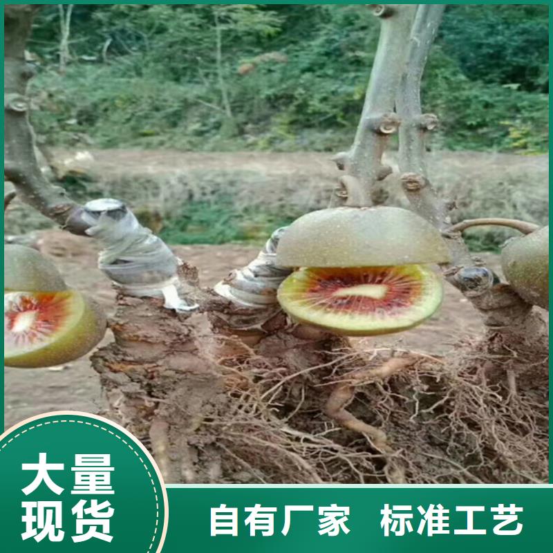 猕猴桃北美冬青厂家规格全
