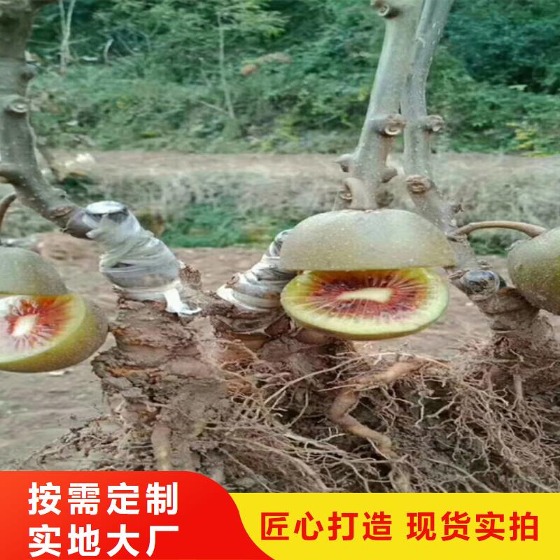【猕猴桃杏树苗可定制】