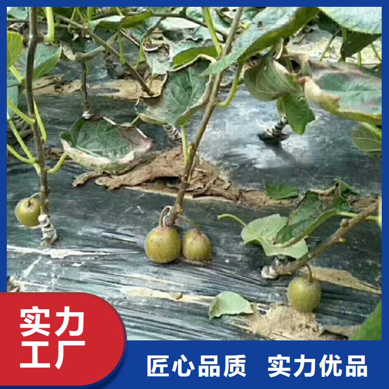 猕猴桃3公分石榴苗源厂直接供货
