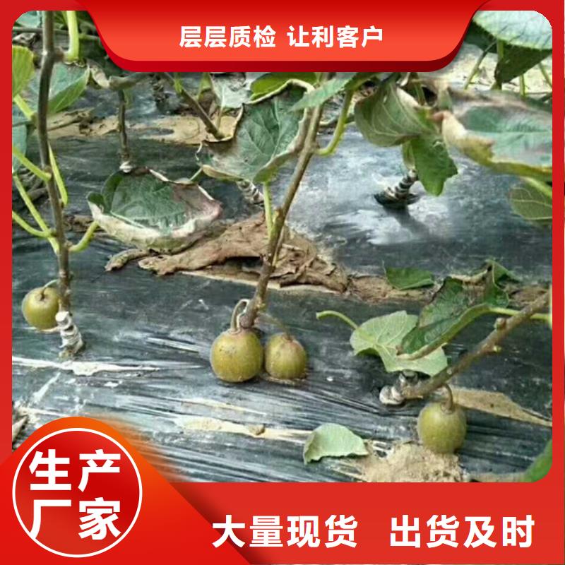 猕猴桃桃树苗诚信商家