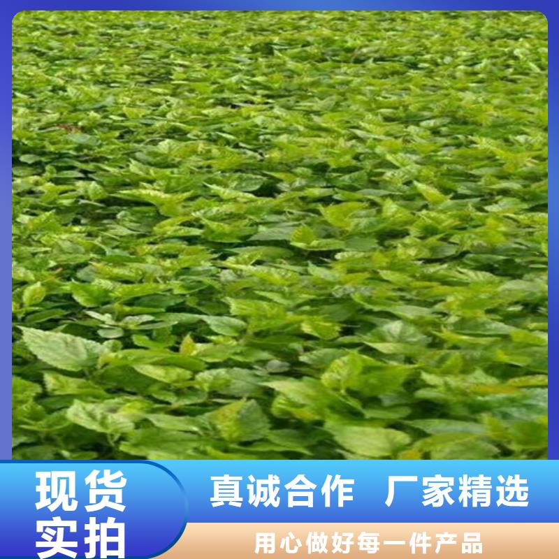 猕猴桃-苹果苗型号齐全