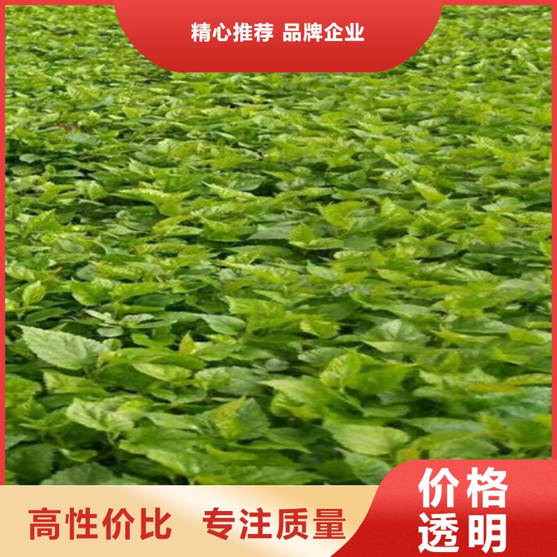 猕猴桃板栗苗好货直供