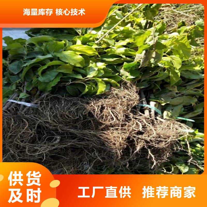 猕猴桃西瓜番石榴苗高品质现货销售