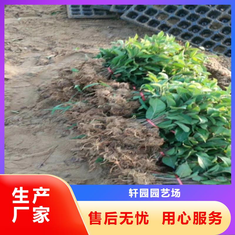 猕猴桃-苹果苗型号齐全