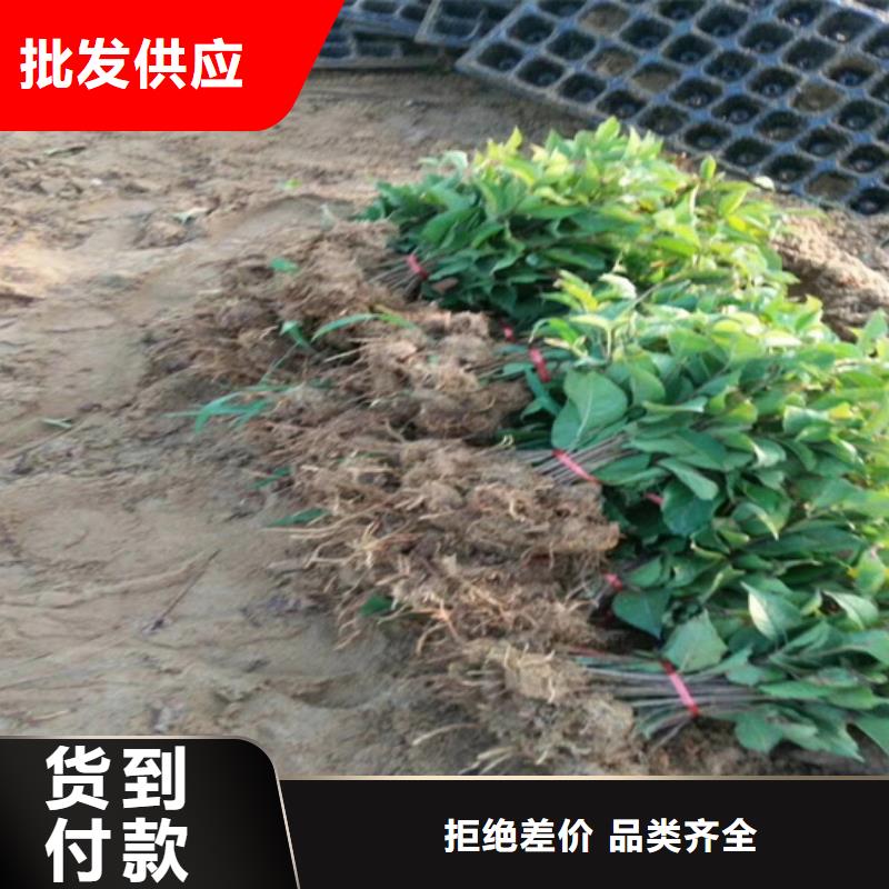 猕猴桃【北美冬青】安心购