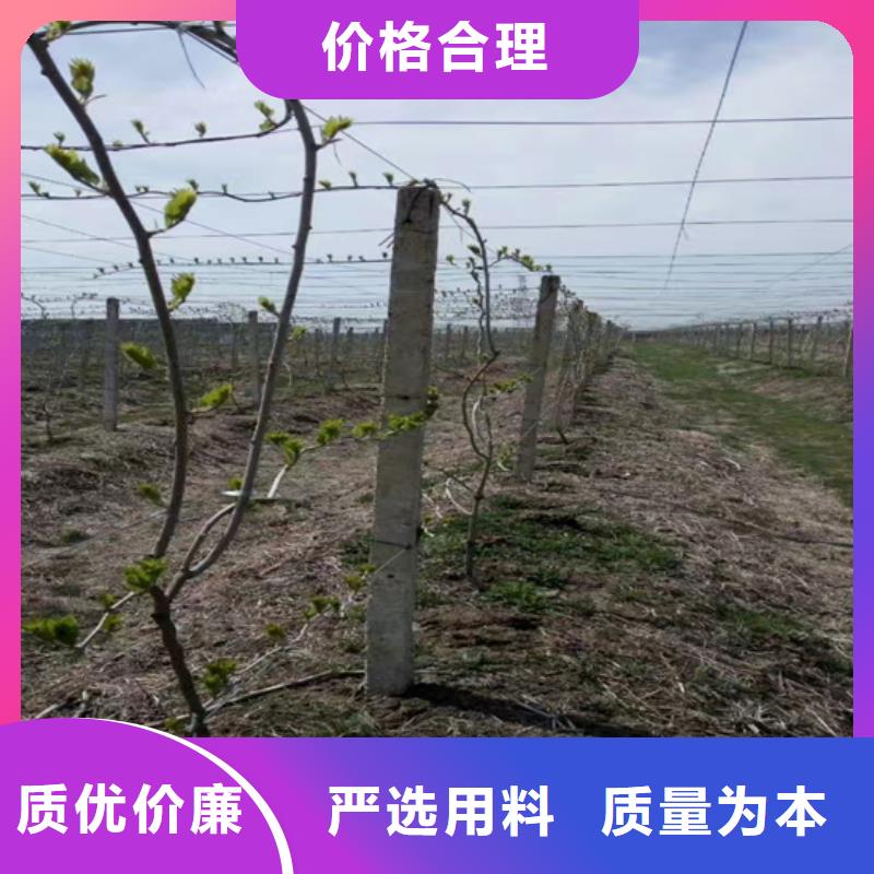 猕猴桃苹果苗高性价比