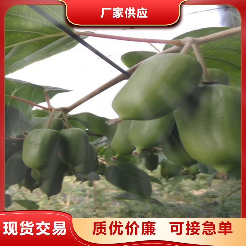 猕猴桃樱桃苗优选好材铸造好品质
