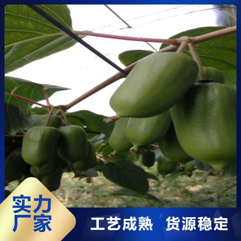 【猕猴桃梨树苗一站式供应厂家】