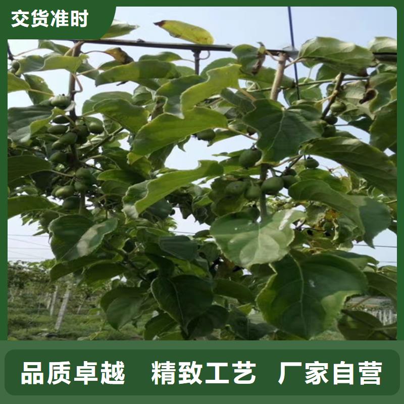 猕猴桃,樱桃苗源头采购