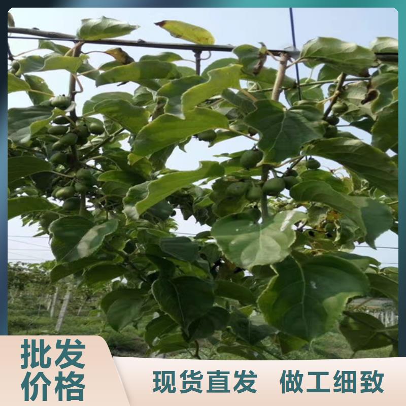 猕猴桃-苹果苗型号齐全