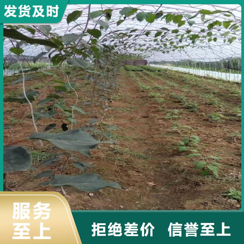 猕猴桃-石榴树苗海量货源