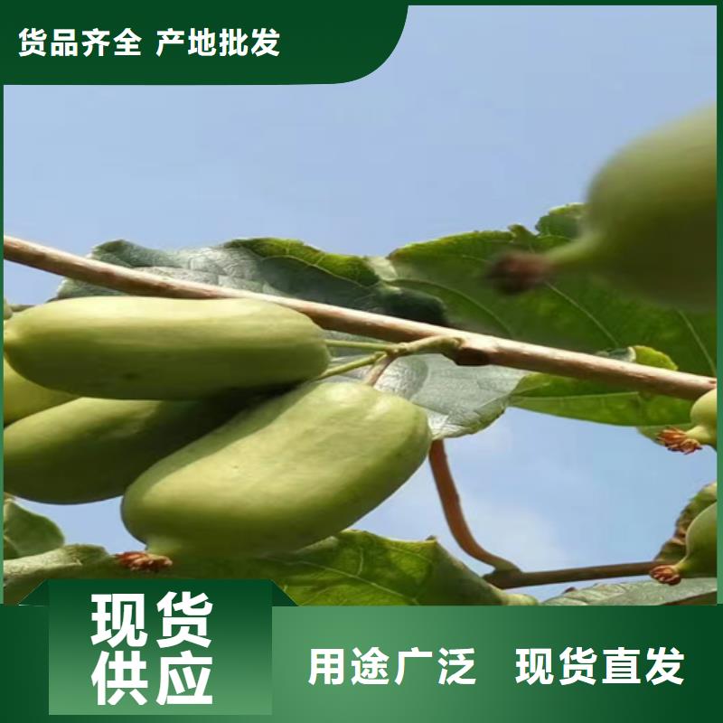 猕猴桃_苹果苗厂诚信经营