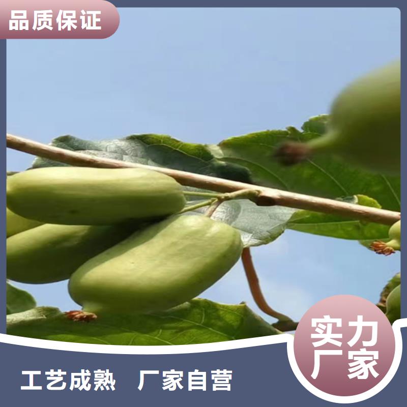 猕猴桃【奶油草莓】货源直销