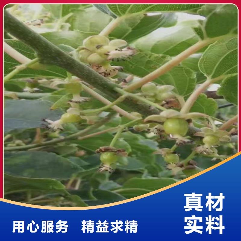 猕猴桃李树苗技术先进