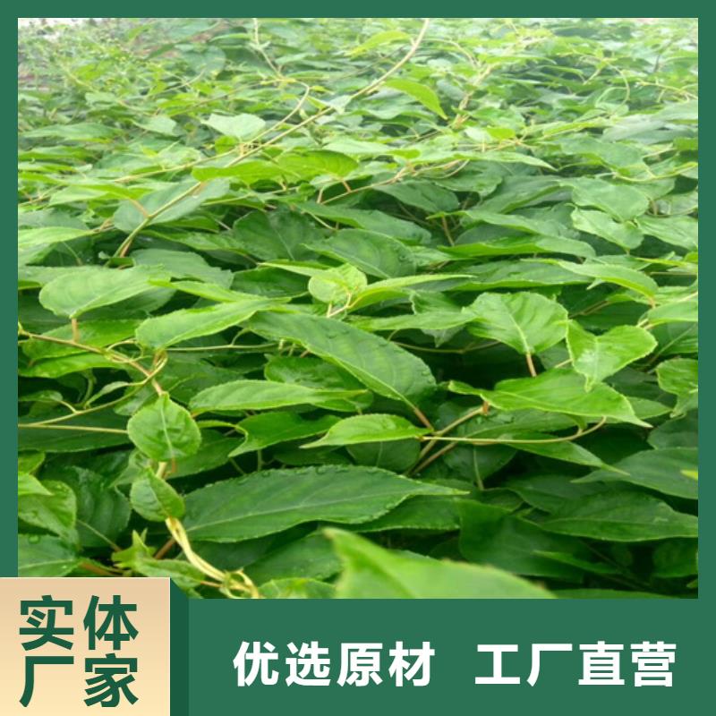 猕猴桃-苹果苗型号齐全