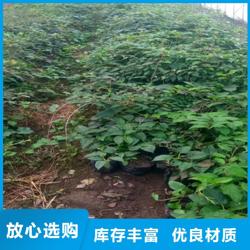 猕猴桃【奶油草莓】货源直销