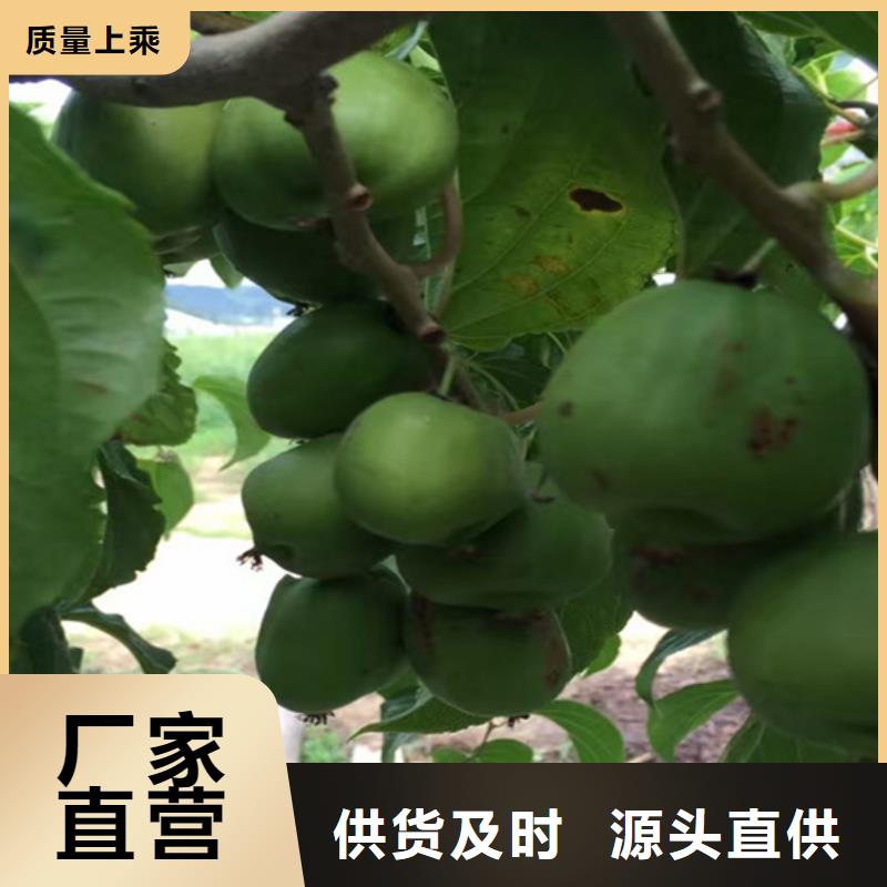 猕猴桃,樱桃苗源头采购