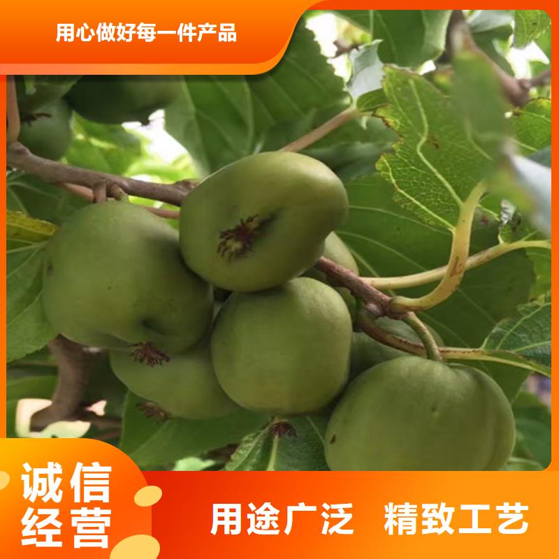 猕猴桃李树苗技术先进