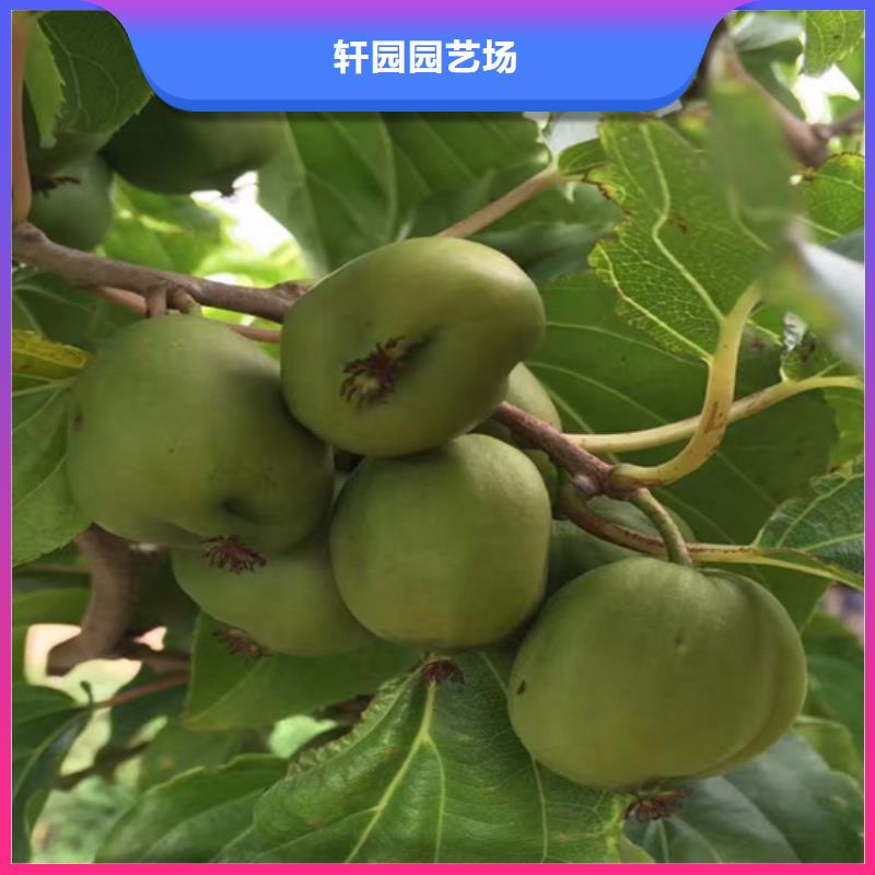 猕猴桃_苹果苗厂诚信经营