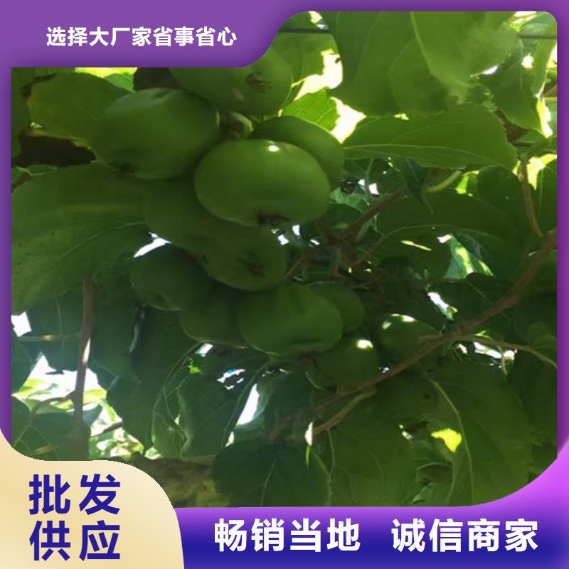 猕猴桃板栗苗好货直供